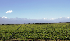Andeluna Vineyards and the Tupungato Volcano from the Restaurant | Photo: Eddy Ancinas
